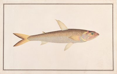 Poisson-lézard, des dessins de poissons de Malacca, c.1805-18 - Chinese School